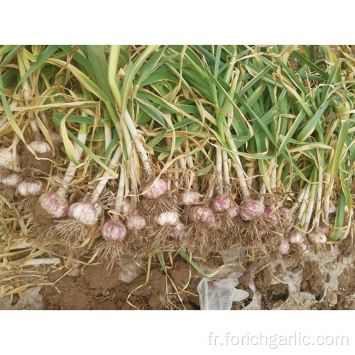 New Crop Fresh Garlic Jinxiang Haute Qualité